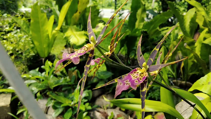 Exotic Spider Orchid Brassia Blooming in a Lush Tropical Garden - Close-up Nature Video