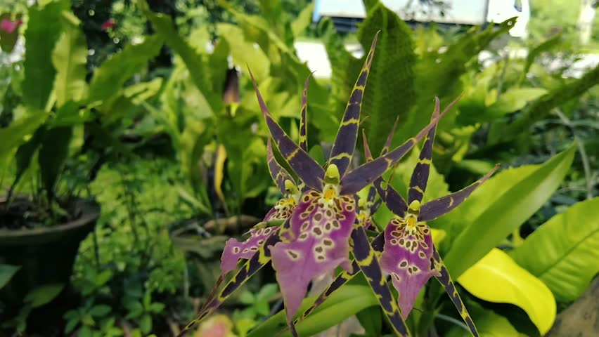 Exotic Spider Orchid Brassia Blooming in a Lush Tropical Garden - Close-up Nature Video
