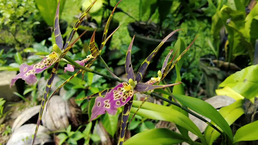 Exotic Spider Orchid Brassia Blooming in a Lush Tropical Garden - Close-up Nature Video