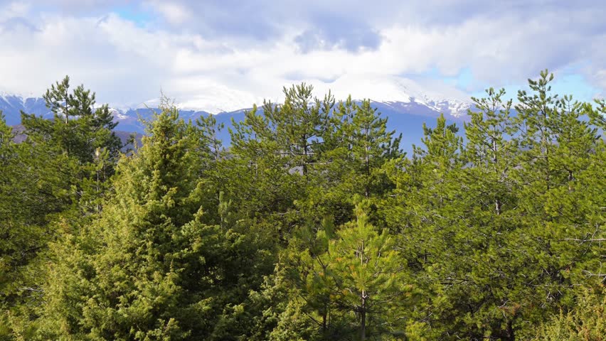 Serene Pine Forest with Snowy Mountain Backdrop, Beautiful Pine Tree Forest with Mountains and Blue Sky Background