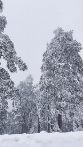 Snowy Winter Forest Landscape with Pine Trees, Vertical Shot of Snow Covered Pine Trees in a Winter Mountain Forest