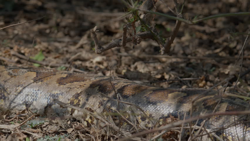 Python molurus resting quietly among brittle grass and forest debris in natural habitat.