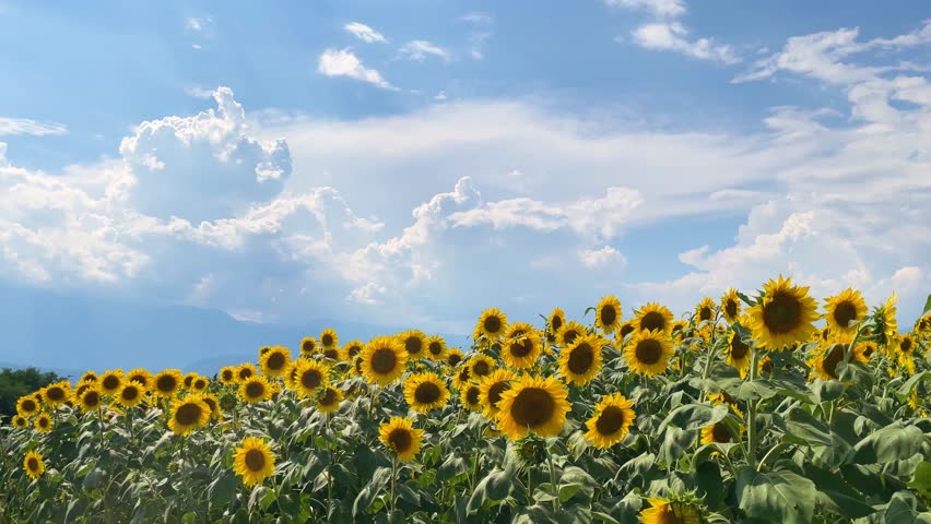 Blooming sunflowers and cumulonimbus clouds in the blue summer sky