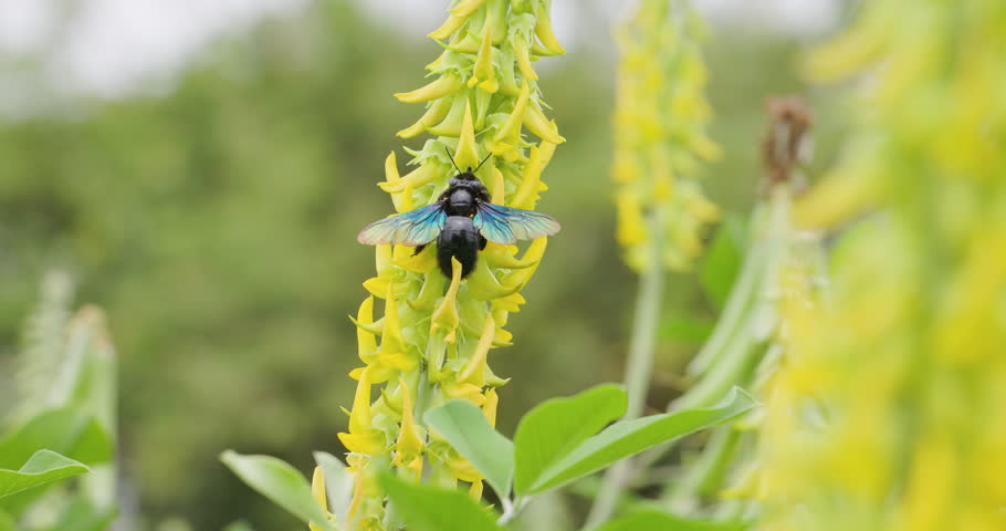 Vibrant rattlepod bloom hosts a large carpenter bee during buzz pollination, flight captured in slow motion.