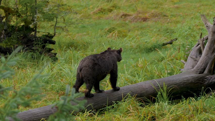 CInematic shot of.a grizzly bear walking on a tree trunk during the salmon run in Bute inlet on the Homalco first nation territory, British Columbia, Canada