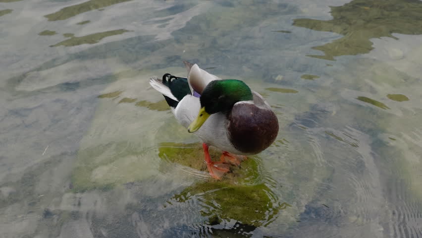 Close-up of a beautiful mallard duck preening its plumage in the calm waters of a lake in slow motion
