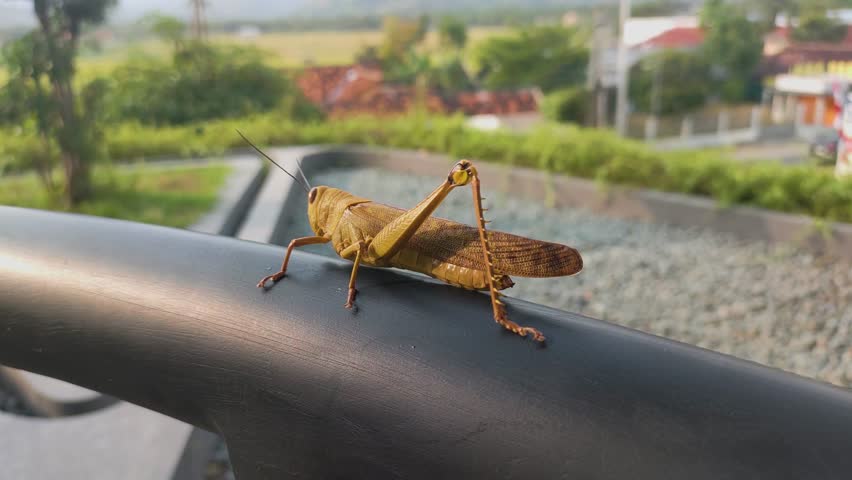 a large grasshopper, the Sahelian tree locust or a brown locust