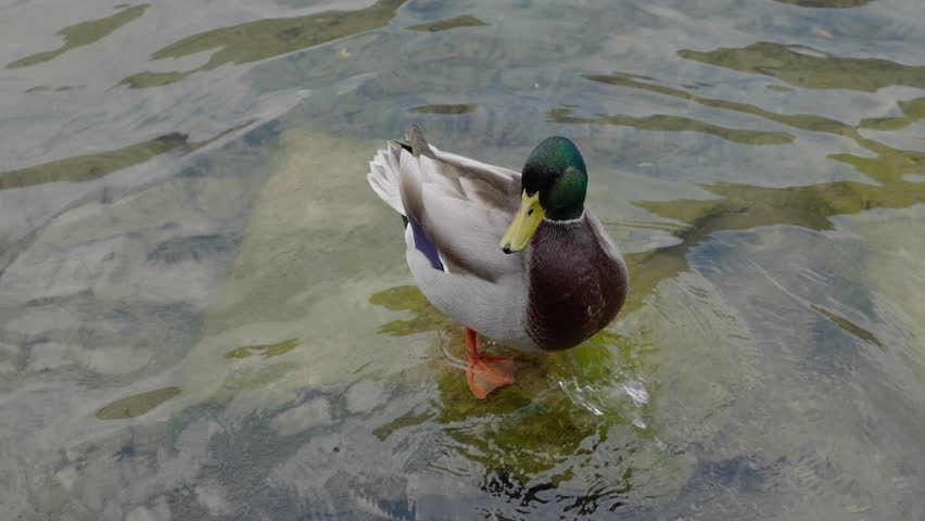 A mallard duck, after cleaning its plumage, swims in the calm waters of a lake, in slow motion