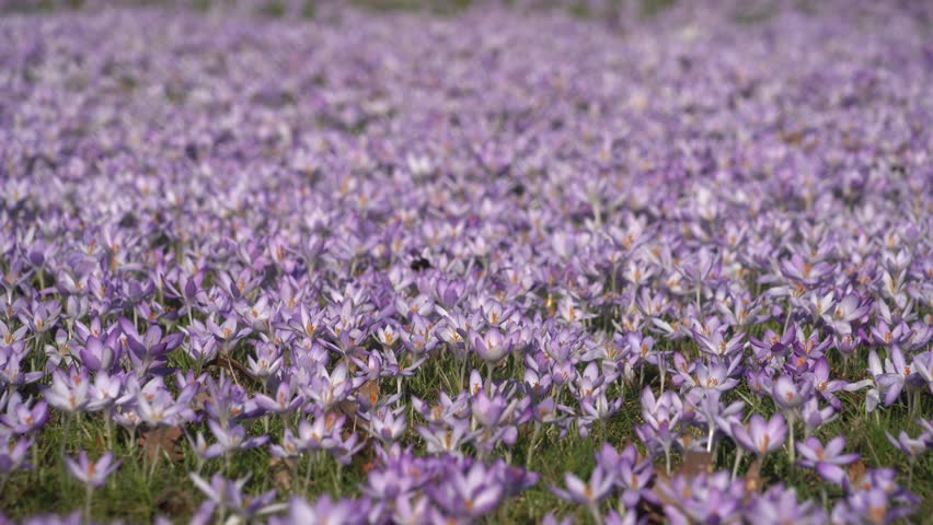 Beautiful Wild Meadow with Flowering Tulipa Saxatalis and Insects. The end of winter and the beginning of spring in Germany. Lila flowers in the green park.