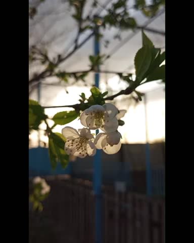A beautiful moment where soft sunlight passes through delicate white flowers, creating a glowing and peaceful natural scene. The gentle rays of the sun highlight the petals, making them shine with a warm golden touch. This simple yet stunning view captures the harmony between light and nature, revealing the elegance of blooming flowers in a calm outdoor environment. The glowing sunlight and pure white blossoms together create a refreshing and uplifting atmosphere that celebrates the quiet beauty of nature.