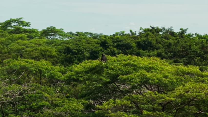 Majestic harpy eagle surveying its territory from the treetops of a dense green forest in colombia