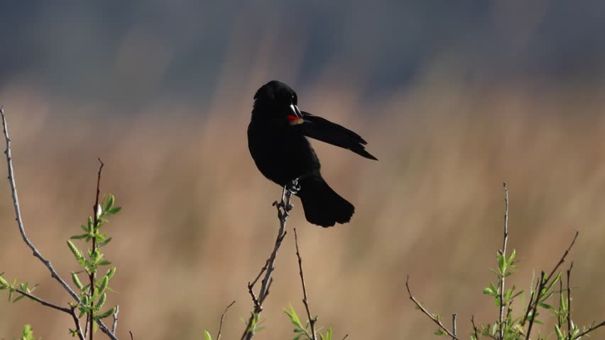 
A male Red-winged Blackbird, perching on a tree displaying and singing.