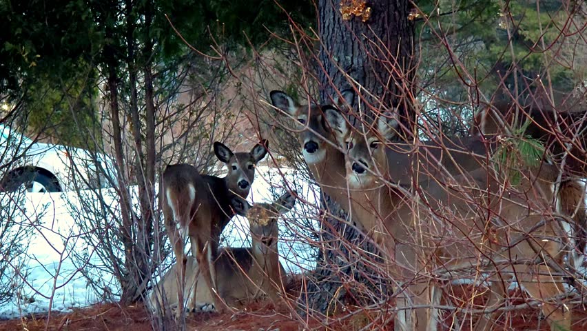 White tail deer herd in herd