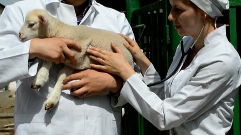 veterinarian examine the animal on the farm
