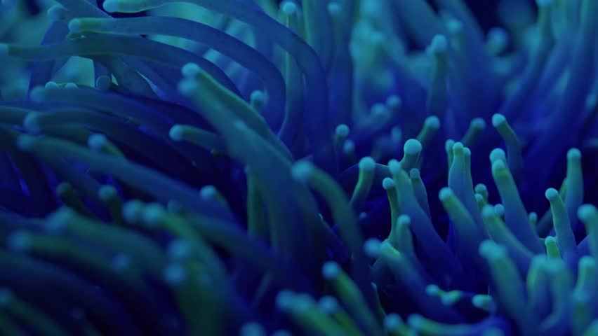 Brightly Colored Coral View with Swaying Polyps