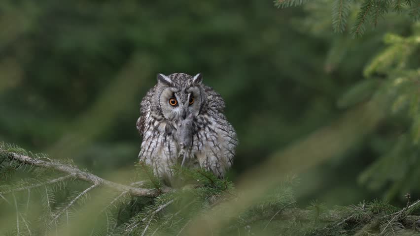 Long-eared Owl with mouse in the bill, green leaves in background. Bird in the nature habitat, Vysocina in Czech Republic, Europe. Bird in the green forest, hidden in the vegetation.