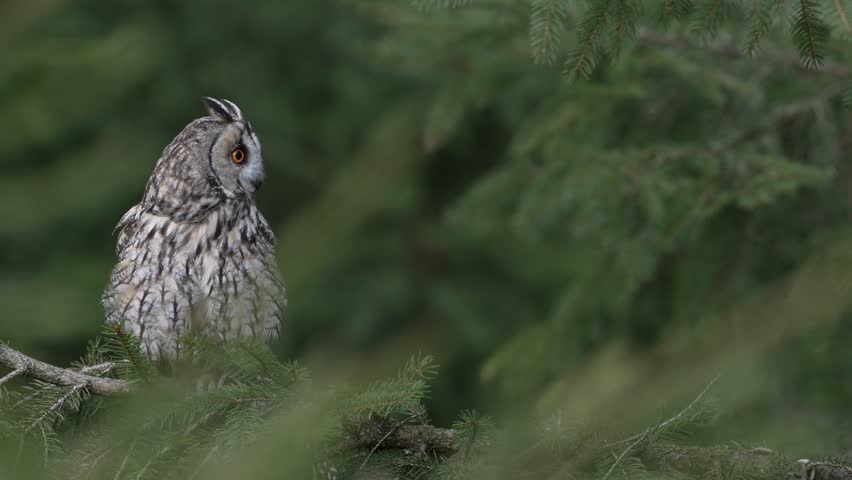 Owl bird hunting behaviour, nature wildlife. Owl with mouse in the bill in dark night. Long-eared Owl, Asio otus, with caught animal. Bird in the nature habitat. Spruce tree in the forest with owl.