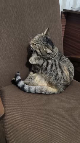 A forest cat washes itself while sitting on a chair