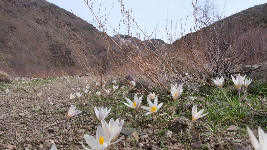 Wild white crocus flowers blooming on a rocky mountain slope and swaying in the wind during early spring. Low angle shot of spring blossoms in a dry mountain landscape, suitable for nature documentaries, environmental themes, and seasonal backgrounds