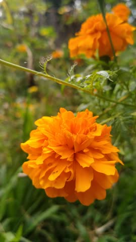 Close-Up Nature Video Bright Orange Marigold Flowers Blooming in Garden,Natural garden setting. Fresh tropical marigolds with detailed petals moving gently in natural light.