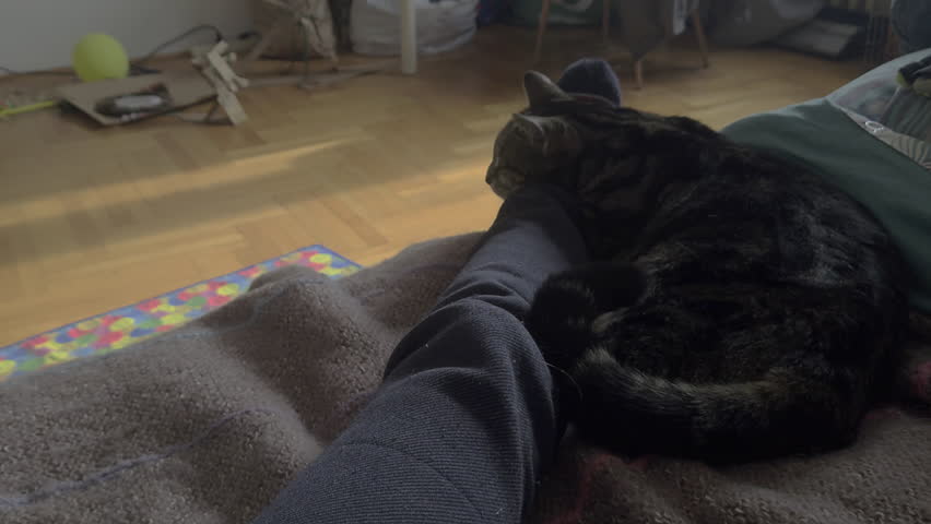 Close-up static shot of a tabby cat napping on a person