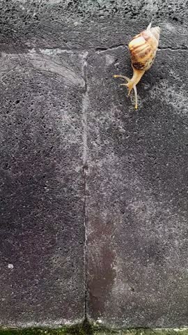 A small snail crawling slowly across a dark natural stone floor surface, showing contrast between soft creature and rough texture.