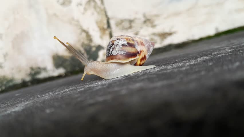 A small snail crawling slowly across a dark natural stone floor surface, showing contrast between soft creature and rough texture.