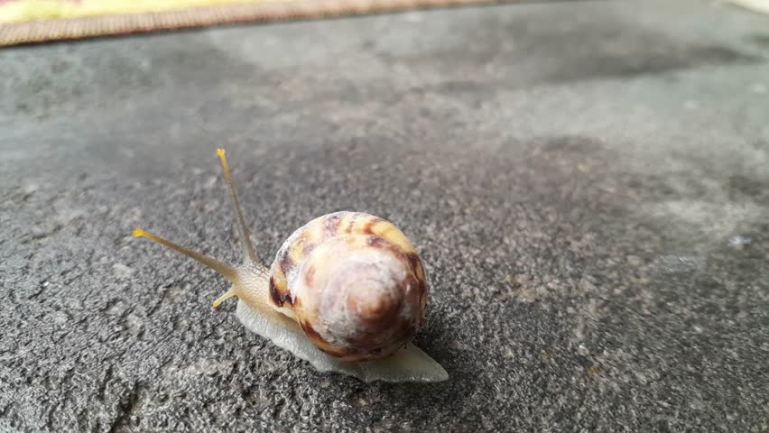 A small snail crawling slowly across a dark natural stone floor surface, showing contrast between soft creature and rough texture.