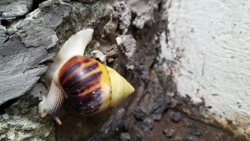 A small snail crawling slowly across a dry cement surface, showing contrast between soft creature and rough texture.