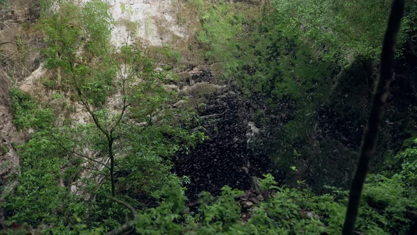 Bat swarm spiraling from Volcan de los Murcielagos cave in Campeche, Mexico. Tripod shot tilts upward as thousands of bats emerge and spiral like a tornado from funnel shaped cave upward
