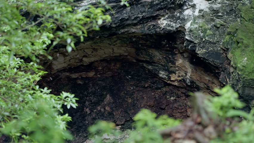 Bat emergence from Volcan de los Murcielagos cave in Campeche, Mexico. Tripod locked slow motion footage shows bats leaving cave entrance at dusk, species Nytinomops laticaudatus.