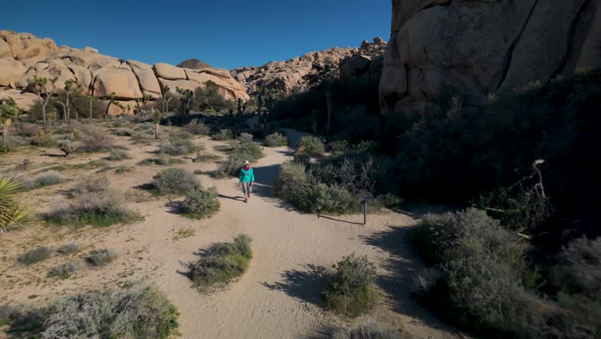 Mature woman enjoys hiking among flowering Joshua trees in Joshua Tree National Park under clear skies in California.
