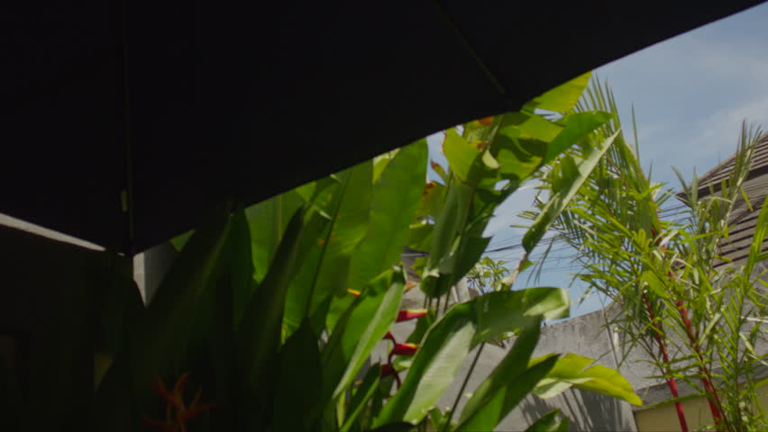 View of tropical garden plants beside a modern house with bright sunlight, blue sky, and deep roof shadow creating a warm outdoor atmosphere