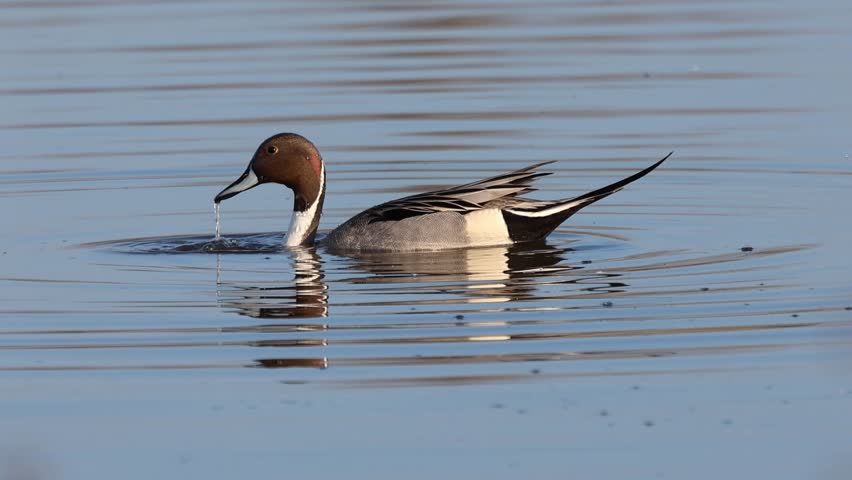 A male northern pintail (Anas acuta) is captured in cinematic slow motion at Sacramento National Wildlife Refuge (NWR) in Glenn County, California. Two distinct behaviors are documented: the bird upending completely — tail and feet skyward, body vertical — as it probes submerged substrate for food, and the classic swimming posture showcasing the drake