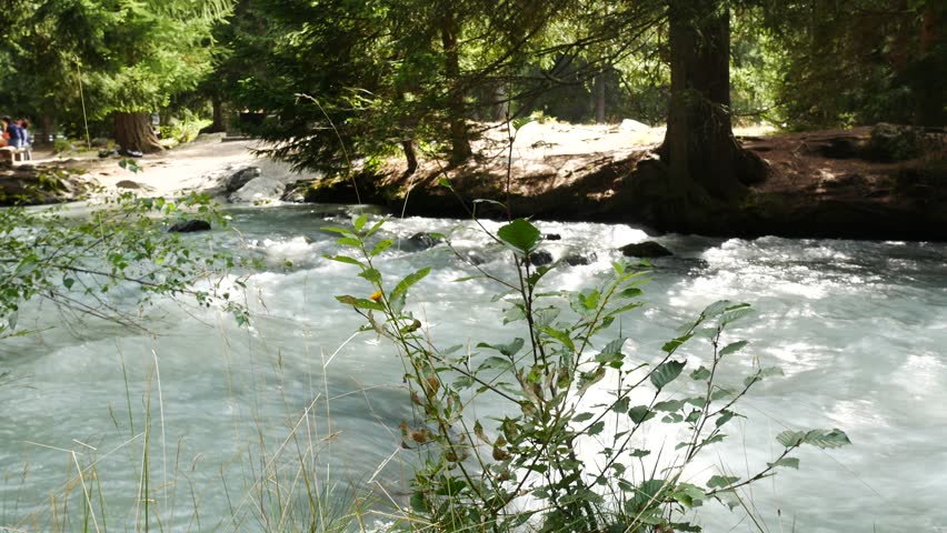 Waters of an impetuous torrent are flowing through the forest, La Thuile, Aosta Valley, Italy. Green plant in the foreground. In the blurred background people are having a picnic. Selective focus.