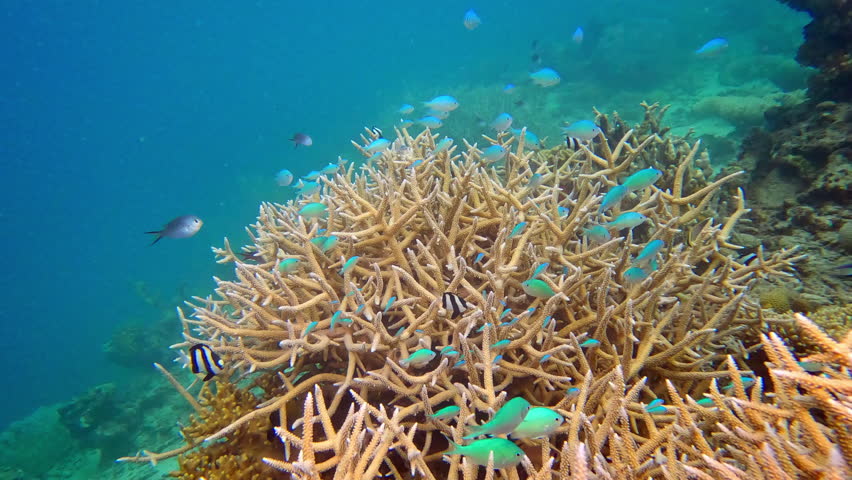 Stunning underwater scene showing vibrant staghorn coral reef surrounded by colorful tropical fish in the clear blue waters of the Fiji Islands, showcasing rich marine biodiversity