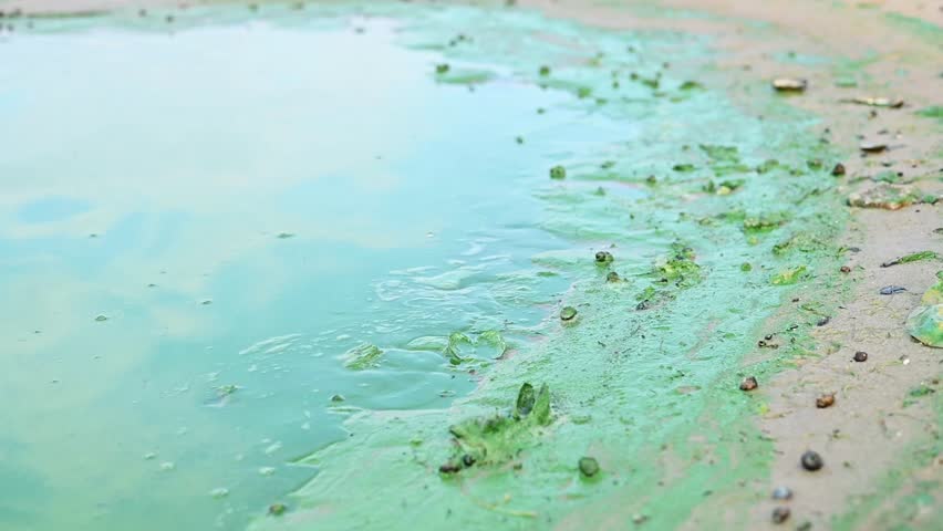 Green algae and aquatic plants cover the water surface along the shore, creating a vibrant natural scene. The image reflects ecological concerns, suitable for environmental topics.