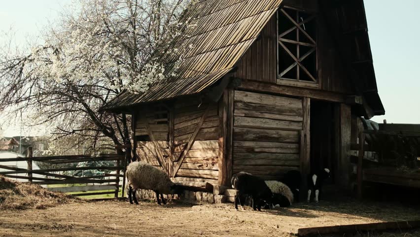 Sheep grazing and resting near a traditional wooden barn in a rural farmyard with blooming trees, creating a peaceful countryside farming scene