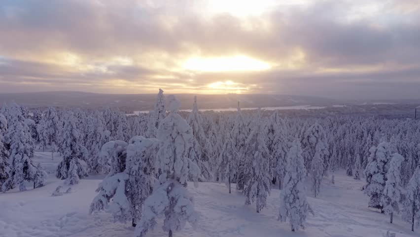 Winter Sunset Over Snowy Forest In Lapland, Finland, With Spruce Trees Sculpted By Heavy Frost From Snowfall. wide aerial shot