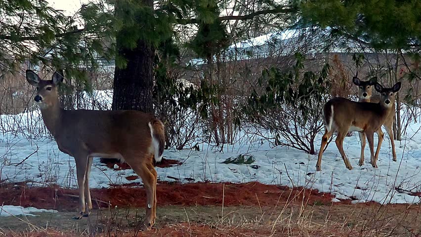 A pair of white tail deer standing together