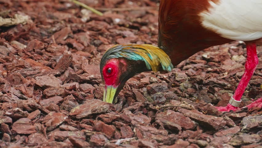 A large bird forages for food from the ground in a tropical forest. Exotic bird
