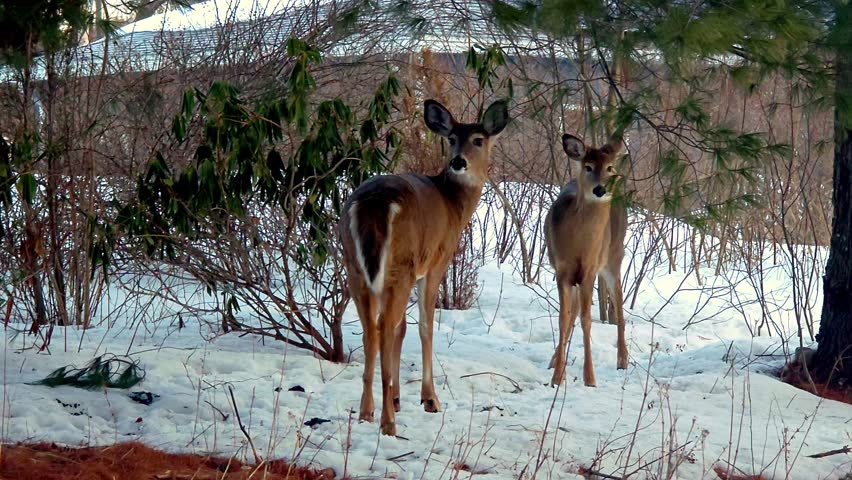Beautiful white tail deer in city