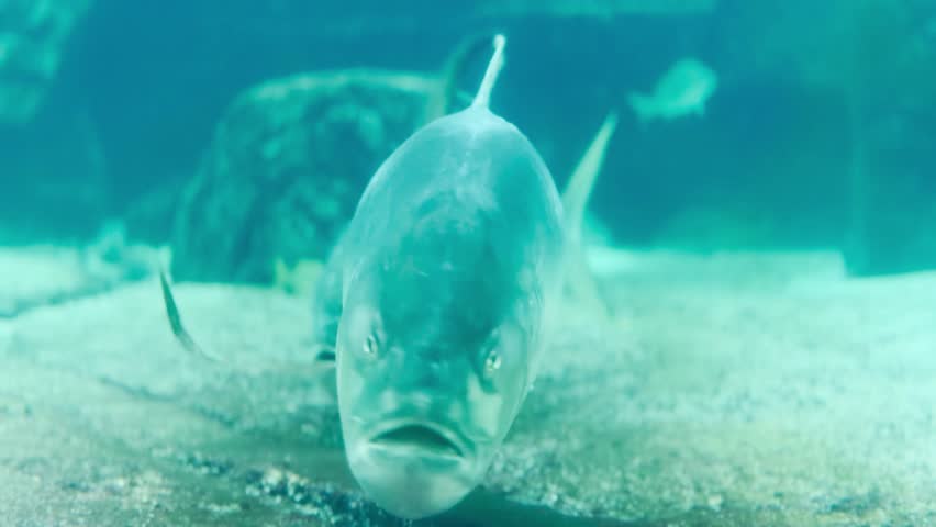 Crevalle Jack Fish POV swimming towards the camera in the water current.	