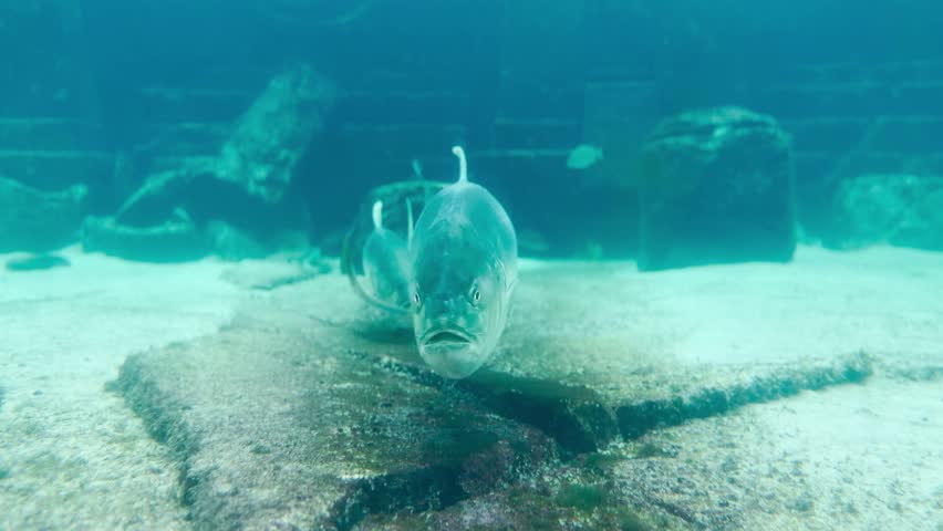 Crevalle Jack fish POV swimming towards the camera in the water current.	