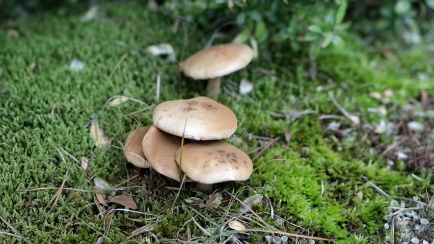 Mushroom Cluster Growing Wild On Green Moss In Forest
