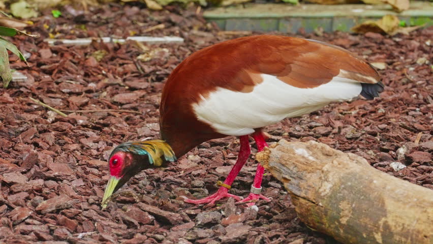 A large bird forages for food from the ground in a tropical forest. Exotic bird