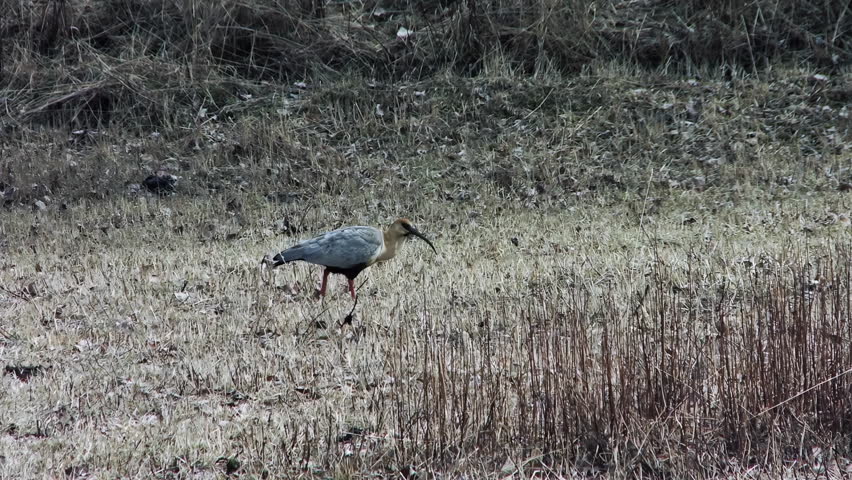 Wild Bandurria Austral Walking in Dry Field, Patagonia Argentina - 4K