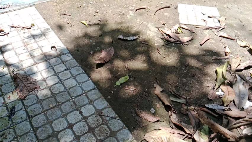 Sukabumi Regency, Indonesia - POV of people take shelter under trees during the hot day. hot weather. sitting under a tree