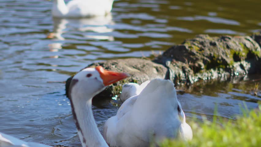 White geese swimming in pond, interacting with water and each other