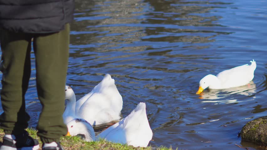 Individual in green pants stands by water as ducks and geese approach for food